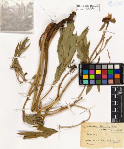 Paeonia officinalis L. peregrina Mill.