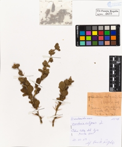 Berberis vulgaris L.