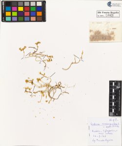 Sedum sexangulare L. mite Gilib.
