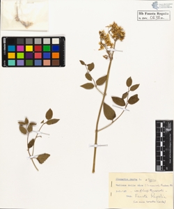 Clematis recta L. typica