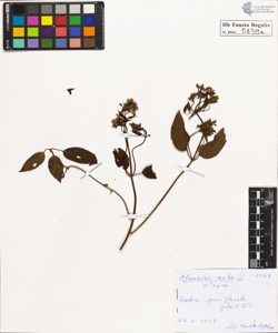 Clematis recta L. typica