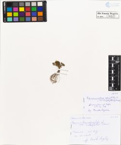 Ranunculus aquatilis L. trichophyllus Chaix.