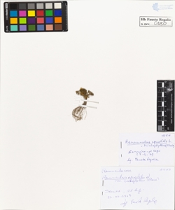 Ranunculus aquatilis L. trichophyllus Chaix.