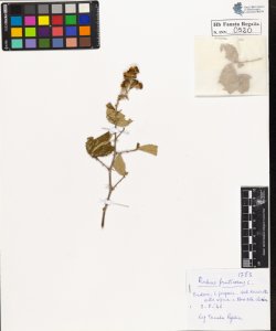 Rubus fruticosus L.