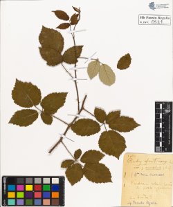 Rubus fruticosus L. caesius L.