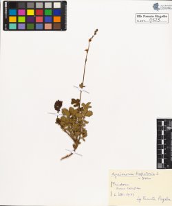 Agrimonia eupatoria L. typica