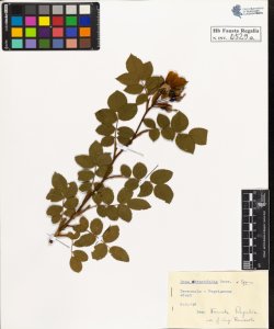 Rosa obtusifolia Desv. typica