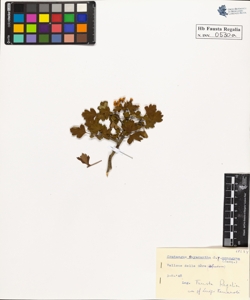 Crataegus oxycantha L. monogyna Jacq.