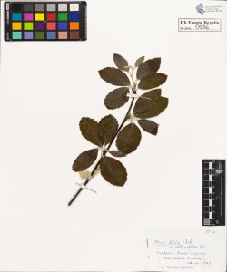 Pirus aria Ehrh. obtusifolia DC.