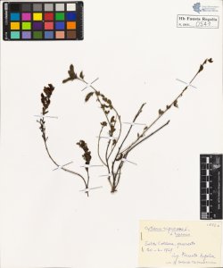 Cytisus nigricans L. typicus