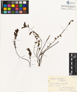 Cytisus nigricans L. typicus