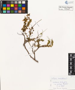 Cytisus sessifolius L.