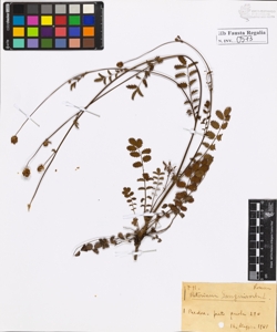 Poterium sanguisorba L.