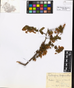 Crataegus oxycantha L.