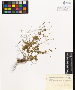 Potentilla tormentilla Neck. typica