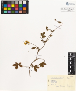 Potentilla reptans L. typica