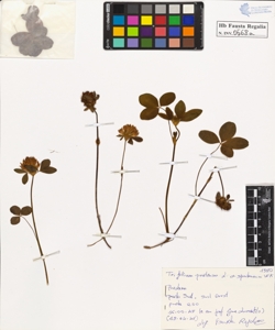 Trifolium pratense L. spontaneum Wk.