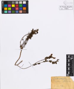 Cytisus purpureus Scop.