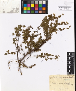 Cytisus sessifolius L.