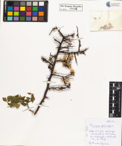 Prunus spinosa L.