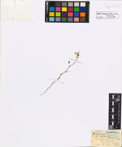 Medicago lupilina L.