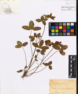 Trifolium pratense L.