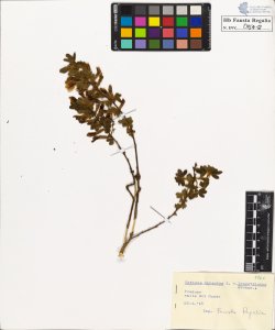 Cytisus hirsutus L. leucotrichus Schur.
