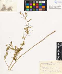 Medicago sativa L.