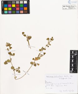 Medicago orbicularis Bard. All. marginata W.