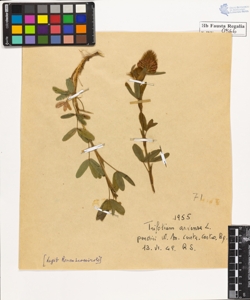 Trifolium arvense L.