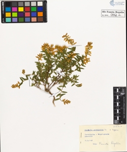 Genista germanica L. typica