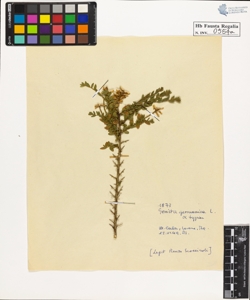 Genista germanica L. typica