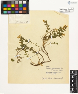 Genista germanica L. inermis Koch.