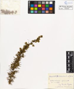 Genista germanica L. typica