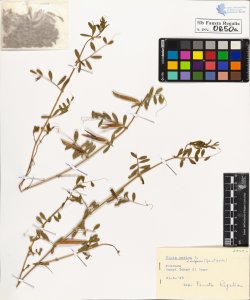 Vicia sativa L. vulgaris Gr. et Godr.