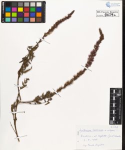 Lythrum salicaria L. vulgare DC.