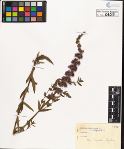 Lythrum salicaria L. vulgare DC.