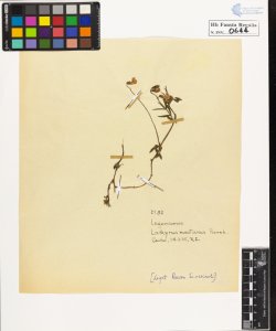 Lathyrus montanus Bernh.