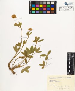 Trifolium montanum L. typicum