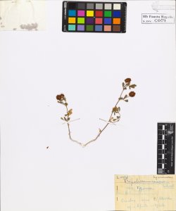 Trifolium campestre Schreb. typicum