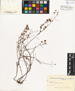 Dorycnium pentaphyllum Scop. suffruticosum Vill.