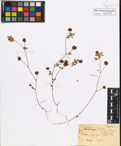 Trifolium campestre Schreb. typicum