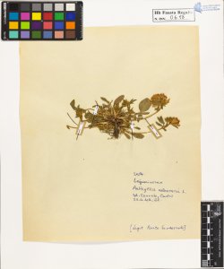Anthyllis vulneraria L.