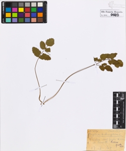 Angelica archangelica L.