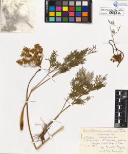 Peucedanum austriacum Koch.