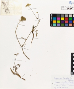 Daucus carota L. typicus