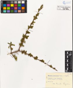 Rhamnus saxatilis Jacq. typica