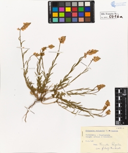 Polygala vulgaris L. typica