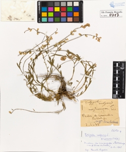 Polygala vulgaris L. comosa Schk.