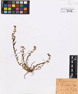 Polygala vulgaris L.